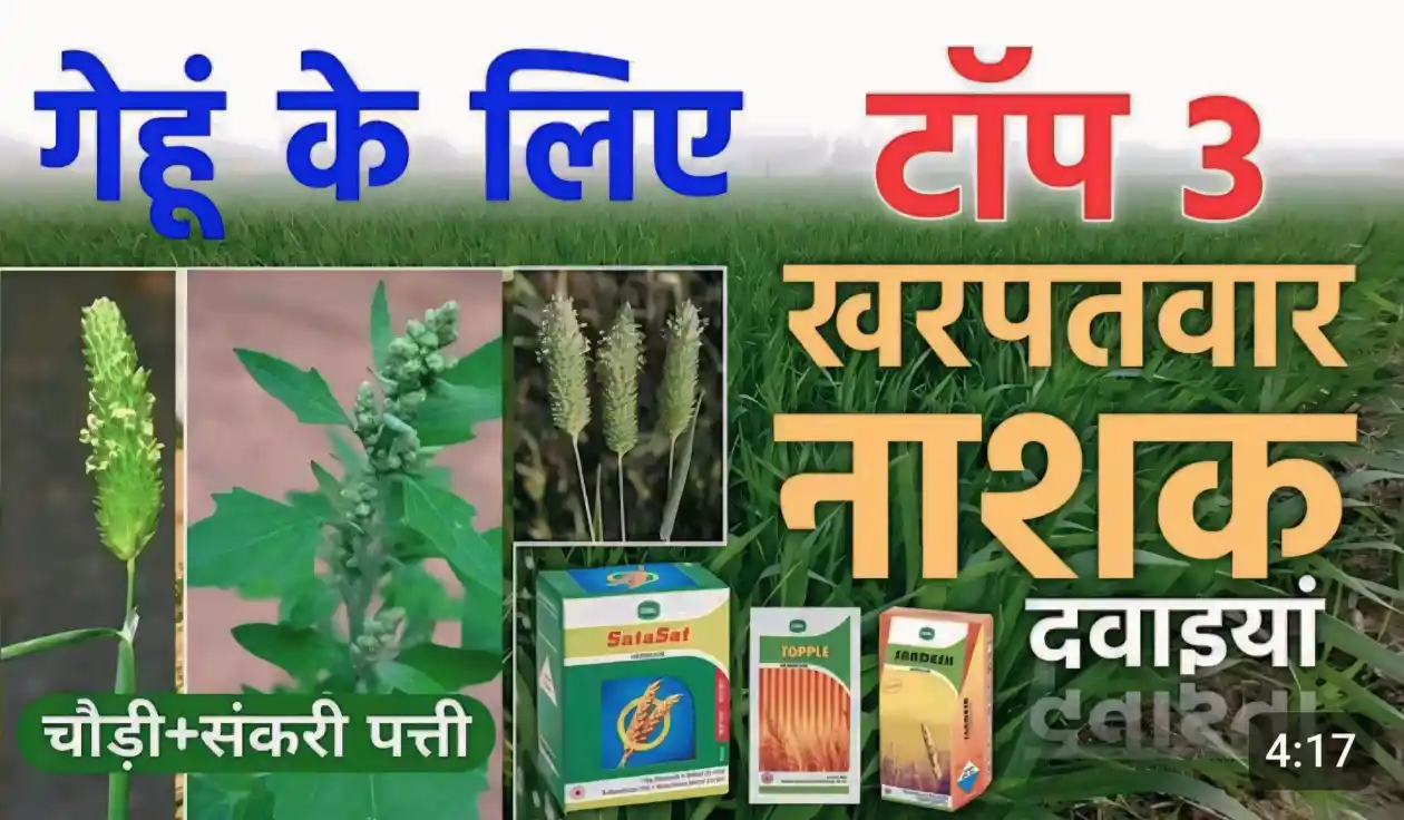 गेहुं के लिए 4 टाँप खनपतवार नाशक