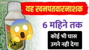 बायर का ‘अलियन प्लस’ देगा 6 महीने तक निजात; एक स्प्रे और आधा साल खेत