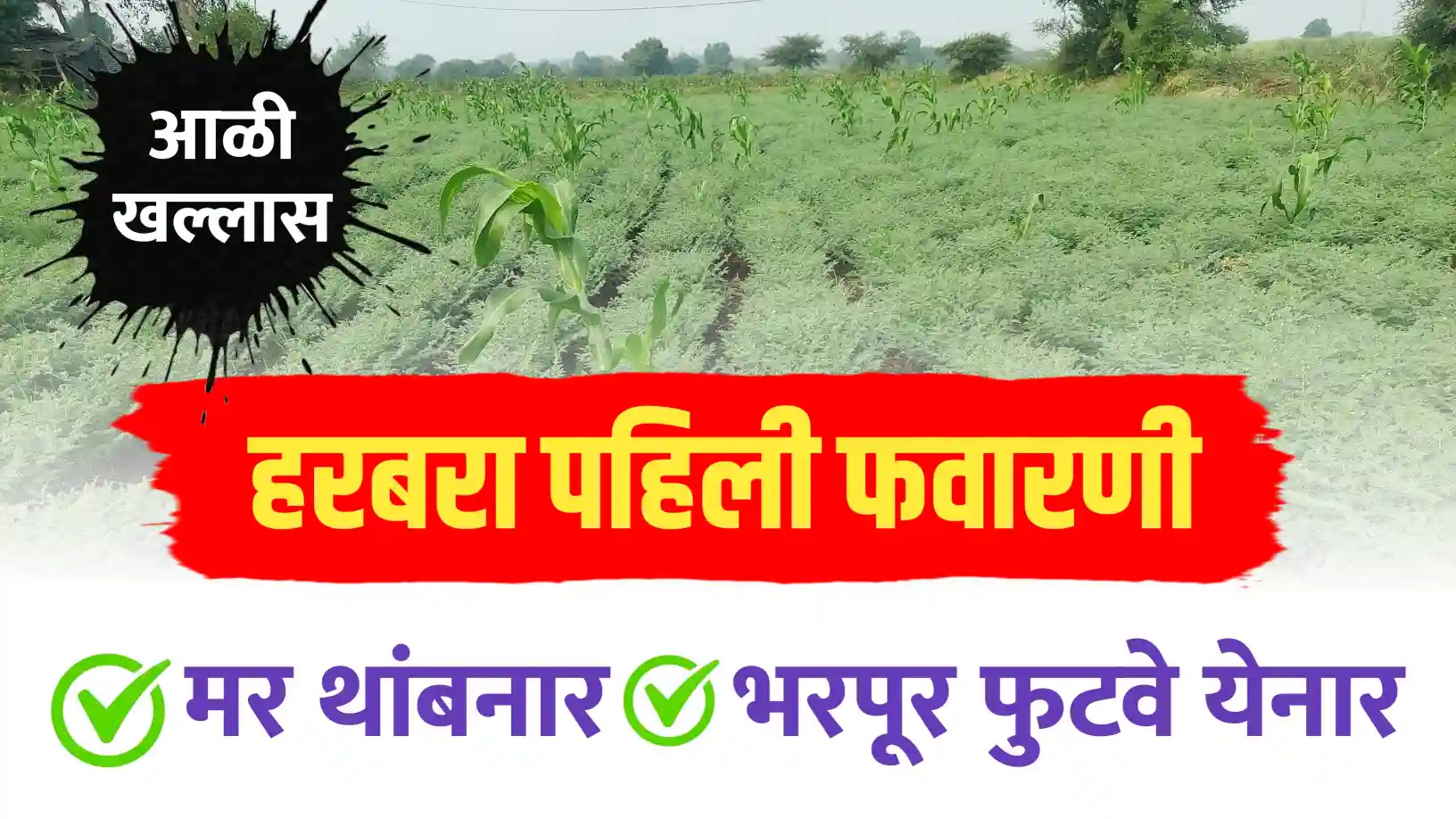 हरभरा पिकासाठी पहिली फवारणी