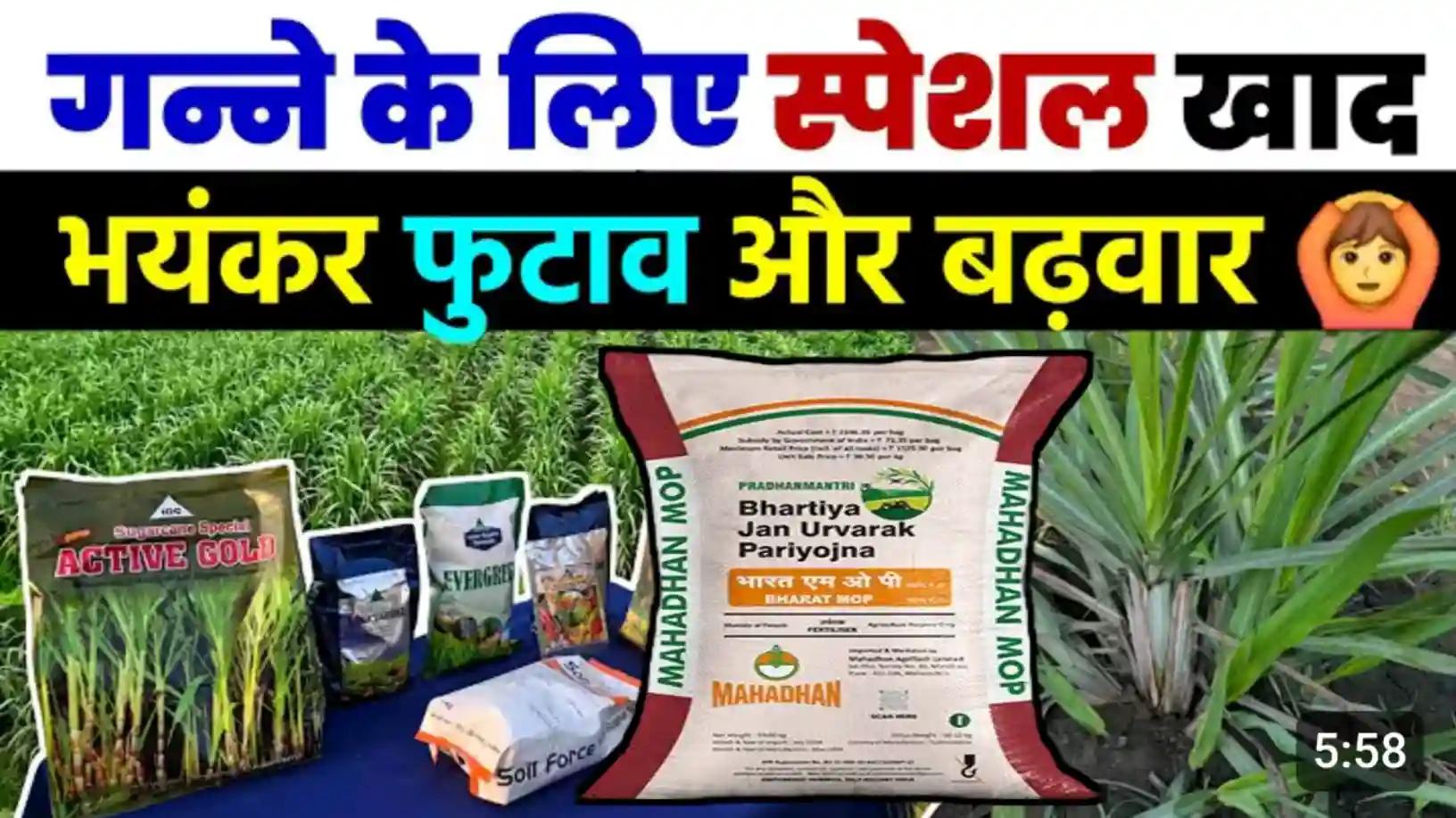 गन्ने की फसल में कब