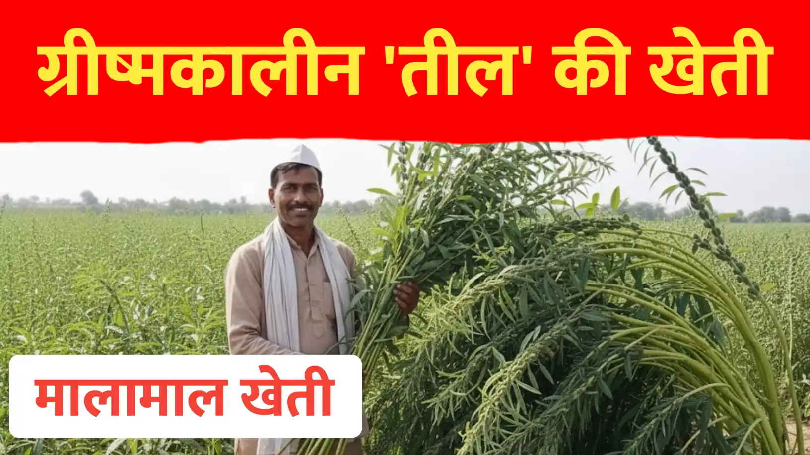 ग्रीष्मकालीन तिल की खेती