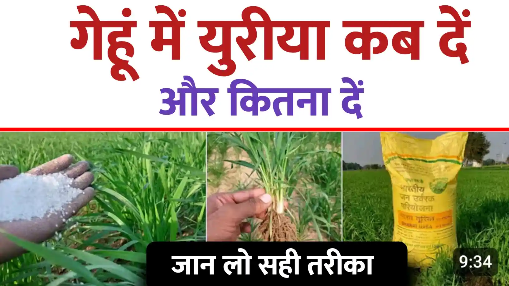 गेहू मे युरीया कब ओर कितना
