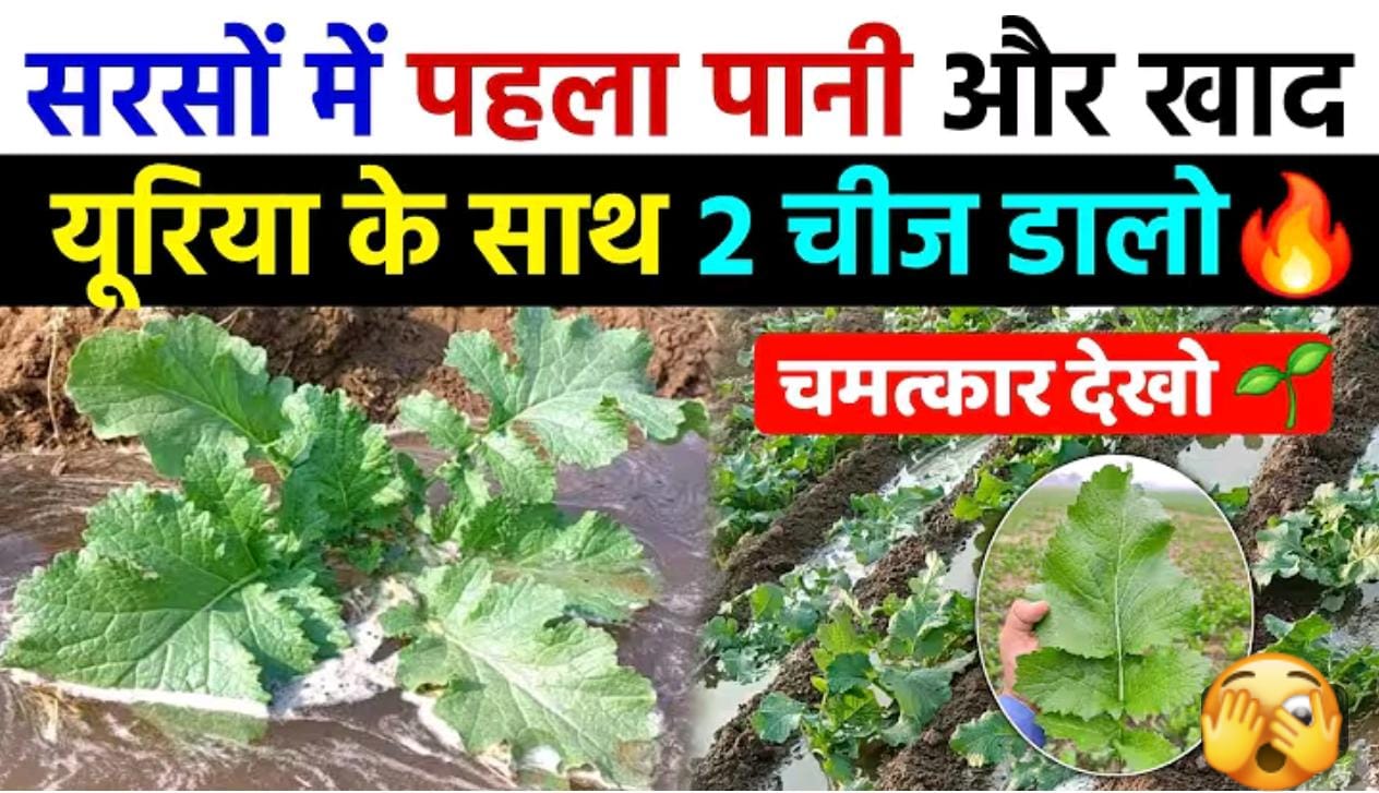 सरसों में पहला पानी
